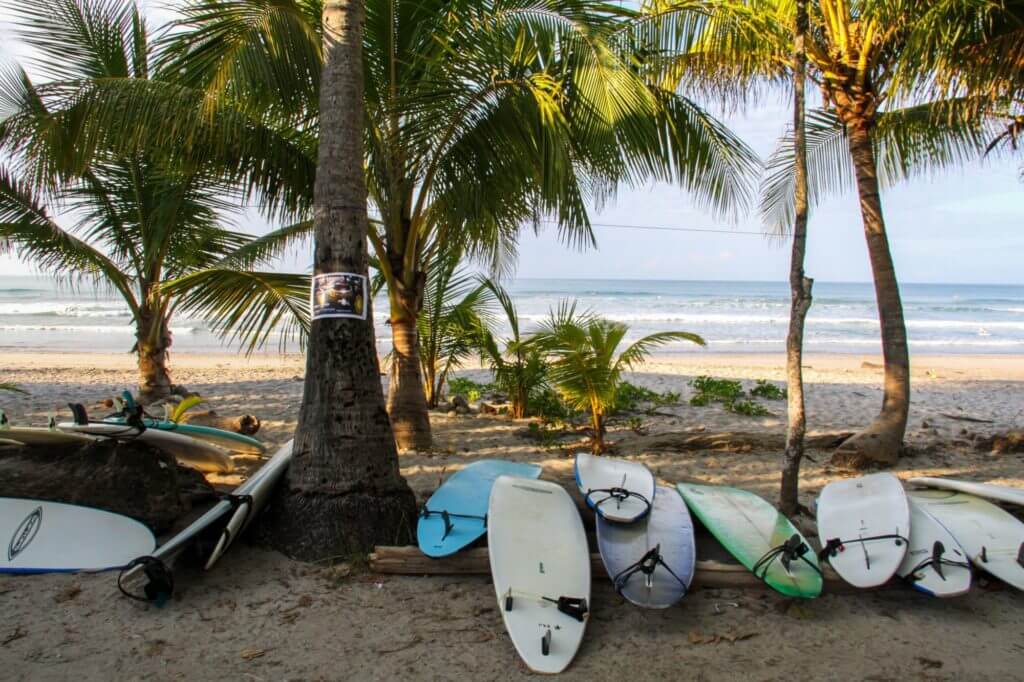 surfboards and palm trees by the beach